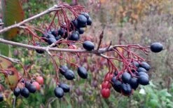 Blackhaw Viburnum - 2 Gallon Pot -Garden Plants Shop viburnum prunifolium black haw 5