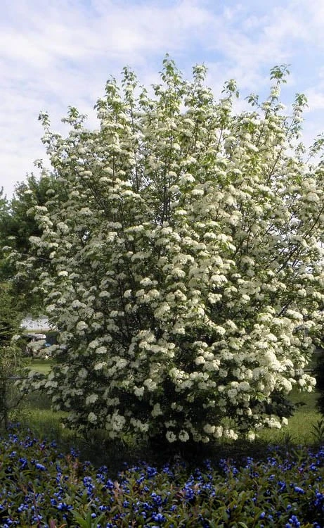 Blackhaw Viburnum - 3 Gallon Pot 6 Blackhaw Viburnum - 3 Gallon Pot - Image 4