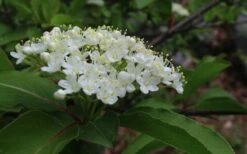 Blackhaw Viburnum - 3 Gallon Pot 17 Blackhaw Viburnum - 3 Gallon Pot -Garden Plants Shop viburnum prunifolium black haw 9 1