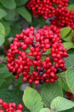 Alleghany Viburnum - 1 Gallon Pot 11 Alleghany Viburnum - 1 Gallon Pot -Garden Plants Shop viburnum rhytidophylloides alleghany 4