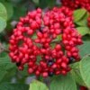 Red Balloon Viburnum - 3 Gallon Pot -Garden Plants Shop viburnum rhytidophylloides red balloon 1