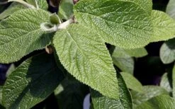 Willowwood Viburnum - 3 Gallon Pot -Garden Plants Shop viburnum rhytidophylloides willowwood 3