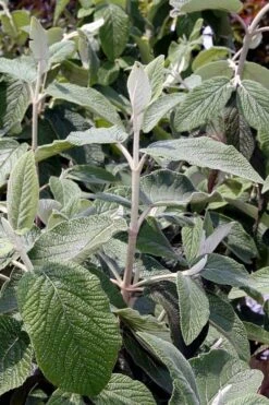 Willowwood Viburnum - 3 Gallon Pot -Garden Plants Shop viburnum rhytidophylloides willowwood 6