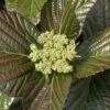 Shiny Dancer Viburnum - 2 Gallon Pot 2 Shiny Dancer Viburnum - 2 Gallon Pot -Garden Plants Shop viburnum shiny dancer 25