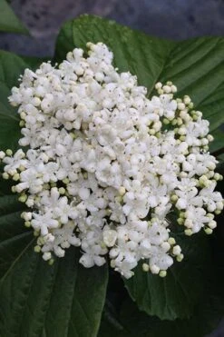 Shiny Dancer Viburnum - 2 Gallon Pot -Garden Plants Shop viburnum shiny dancer 4 500x750 1