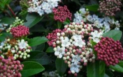Spring Bouquet Viburnum - 1 Gallon Pot -Garden Plants Shop viburnum spring bouquet 800x500 3