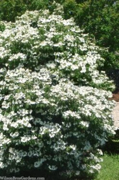 Summer Snowflake Viburnum - 1 Gallon Pot 13 Summer Snowflake Viburnum - 1 Gallon Pot -Garden Plants Shop viburnum summer snowflake 102