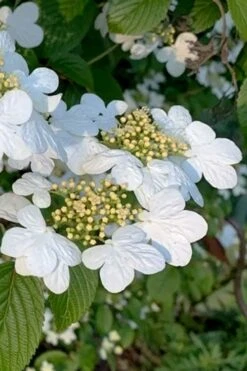 Summer Snowflake Viburnum - 1 Gallon Pot 14 Summer Snowflake Viburnum - 1 Gallon Pot -Garden Plants Shop viburnum summer snowflake 103