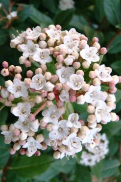Spring Bouquet Viburnum - 3 Gallon Pot 12 Spring Bouquet Viburnum - 3 Gallon Pot -Garden Plants Shop viburnum tinus spring bouquet 1