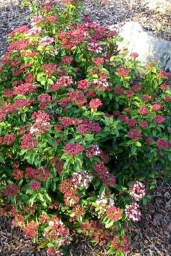 Spring Bouquet Viburnum - 6 Pack Of 1 Gallon Pots 13 Spring Bouquet Viburnum - 6 Pack Of 1 Gallon Pots -Garden Plants Shop viburnum tinus spring bouquet 2 1