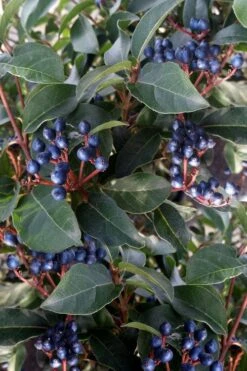 Spring Bouquet Viburnum - 6 Pack Of 1 Gallon Pots 15 Spring Bouquet Viburnum - 6 Pack Of 1 Gallon Pots -Garden Plants Shop viburnum tinus spring bouquet 5 1