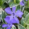 Ralph Shugert Variegated Periwinkle - Vinca Minor - 3 Pack Of Pint Pots -Garden Plants Shop vinca minor ralph shugert variegated evergreen periwinkle 1