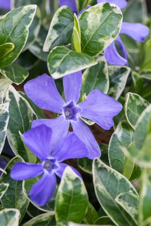 Ralph Shugert Variegated Periwinkle - Vinca Minor - 3 Pack Of Pint Pots 3 Ralph Shugert Variegated Periwinkle - Vinca Minor - 3 Pack Of Pint Pots