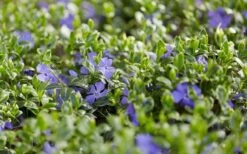 Ralph Shugert Variegated Periwinkle - Vinca Minor - 3 Pack Of Pint Pots 17 Ralph Shugert Variegated Periwinkle - Vinca Minor - 3 Pack Of Pint Pots -Garden Plants Shop vinca minor ralph shugert variegated evergreen periwinkle 3