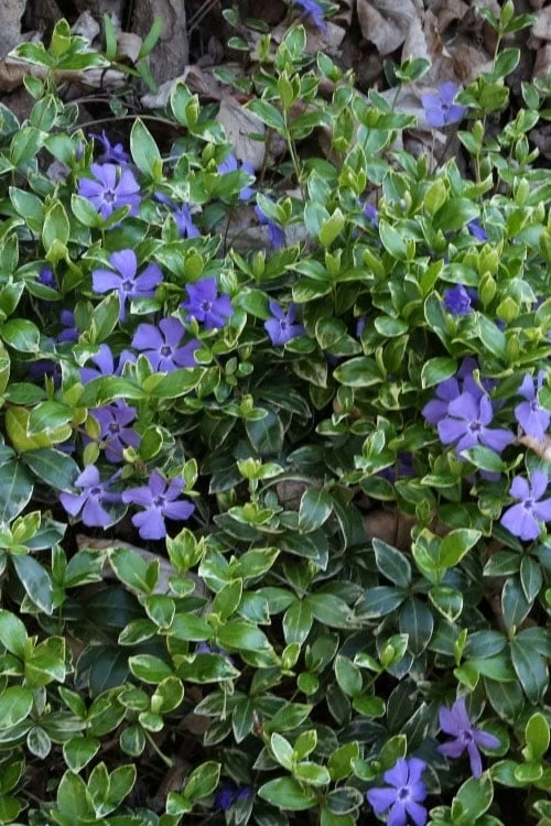 Ralph Shugert Variegated Periwinkle - Vinca Minor - 3 Pack Of Pint Pots 9 Ralph Shugert Variegated Periwinkle - Vinca Minor - 3 Pack Of Pint Pots - Image 7