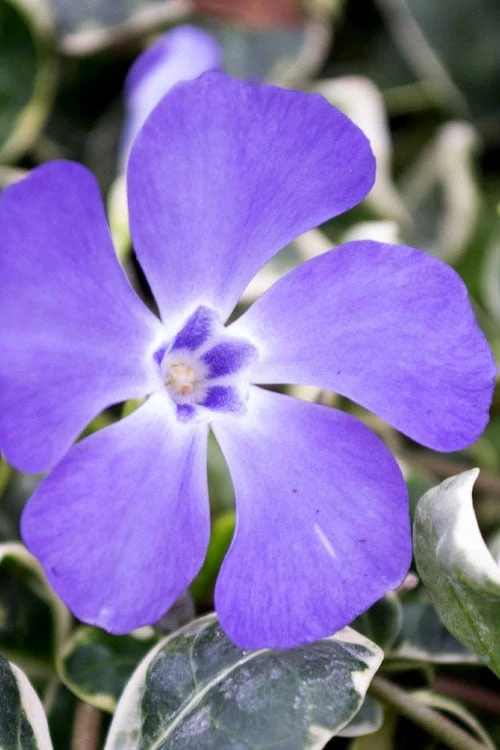 Ralph Shugert Variegated Periwinkle - Vinca Minor - 3 Pack Of Pint Pots 6 Ralph Shugert Variegated Periwinkle - Vinca Minor - 3 Pack Of Pint Pots - Image 4