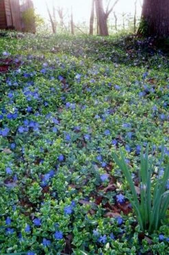 Ralph Shugert Variegated Periwinkle - Vinca Minor - 3 Pack Of Pint Pots 14 Ralph Shugert Variegated Periwinkle - Vinca Minor - 3 Pack Of Pint Pots -Garden Plants Shop vinca minor ralph shugert variegated evergreen periwinkle 7