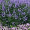 Delta Blues Chaste Tree (Vitex) - 7 Gallon Pot 1 Delta Blues Chaste Tree (Vitex) - 7 Gallon Pot -Garden Plants Shop vitex agnus castus delta blues 21