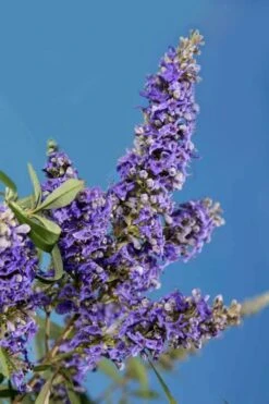 Delta Blues Chaste Tree (Vitex) - 7 Gallon Pot 9 Delta Blues Chaste Tree (Vitex) - 7 Gallon Pot -Garden Plants Shop vitex agnus castus delta blues 22
