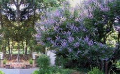 Shoal Creek Chaste Tree (Vitex) - 1 Gallon Pot -Garden Plants Shop vitex agnus castus shoal creek chaste tree 53
