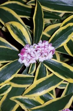 Marianni Variegated Pink Winter Daphne - 1 Gallon Pot 11 Marianni Variegated Pink Winter Daphne - 1 Gallon Pot -Garden Plants Shop winter daphne marianni 3