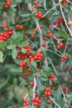 Weeping Yaupon Holly (Ilex Vomitoria 'Pendula') - 7 Gallon Pot (7-8') -Garden Plants Shop yaupon holly weeping 13