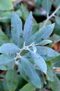 Woodlanders Blue Dusty Zenobia (Honeycup) - 3 Gallon Pot -Garden Plants Shop zenobia woodlanders blue 21