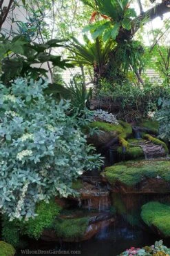 Woodlanders Blue Dusty Zenobia (Honeycup) - 3 Gallon Pot -Garden Plants Shop zenobia woodlanders blue 25